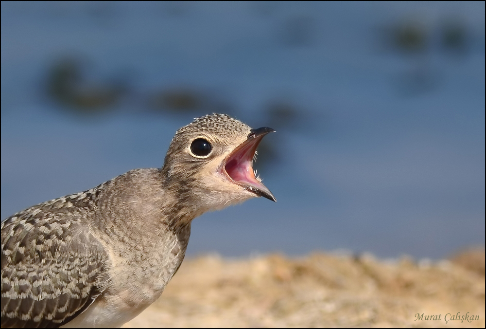 Collared Pratincole