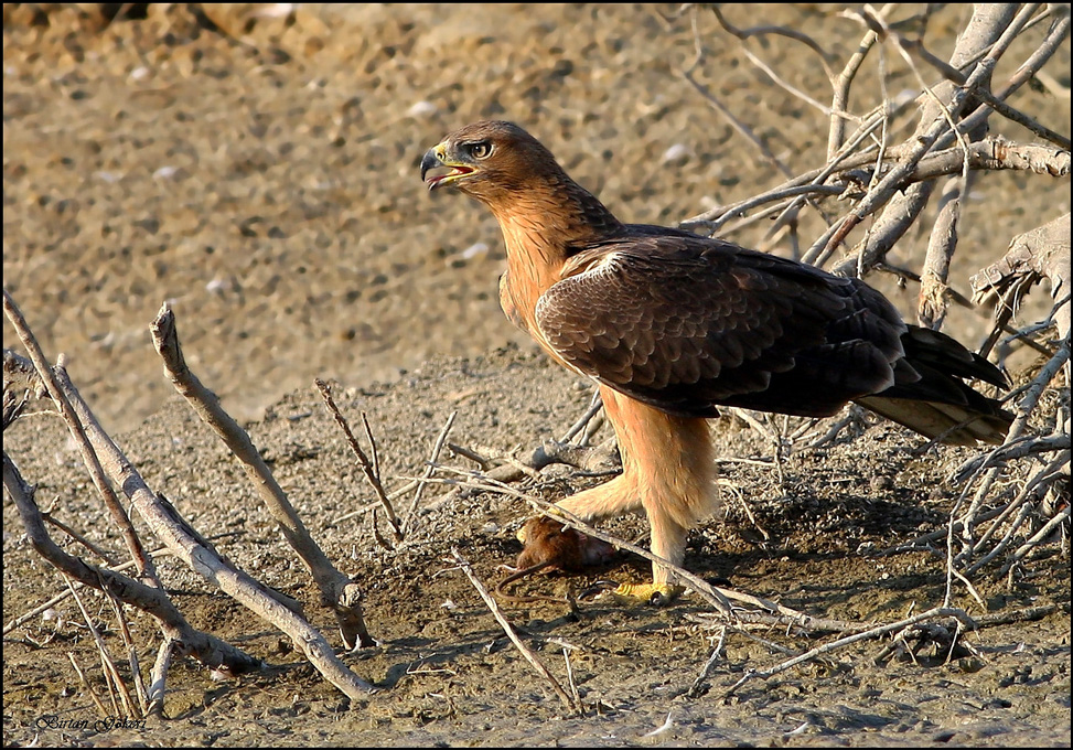 Bonelli`s Eagle