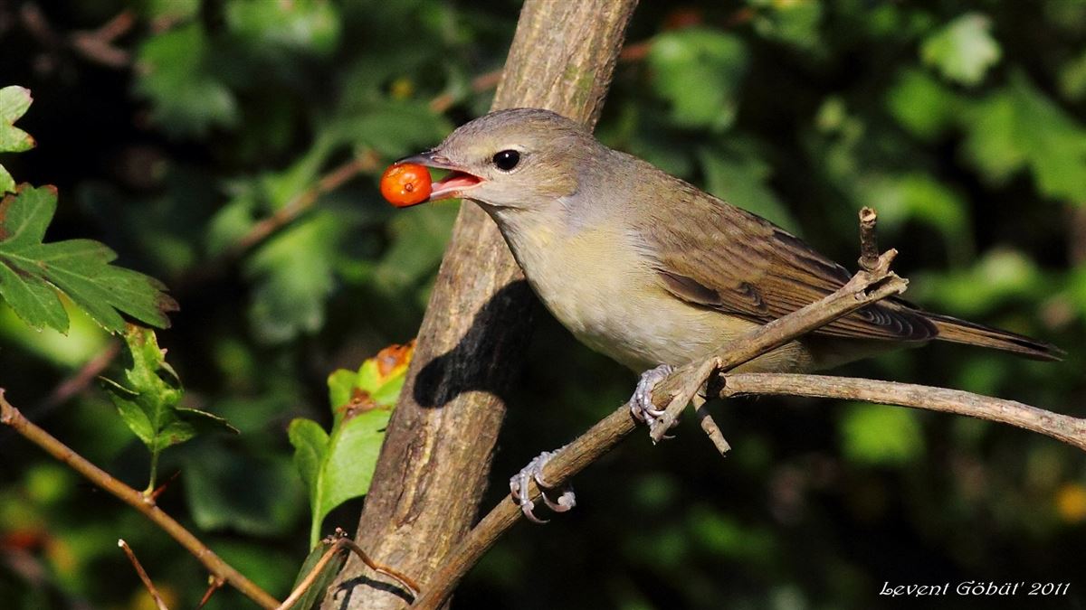 Garden Warbler