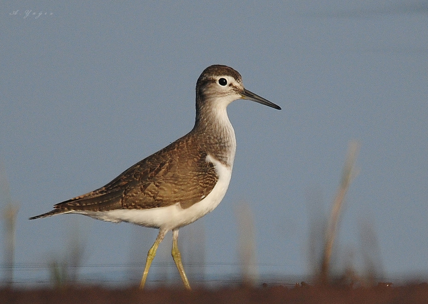 Common Sandpiper