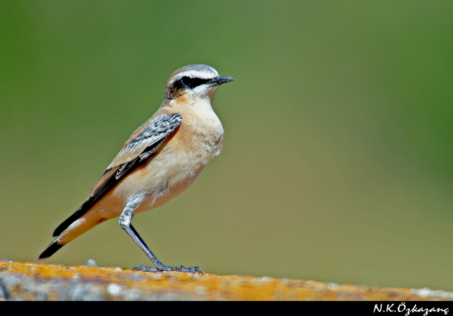 Northern Wheatear
