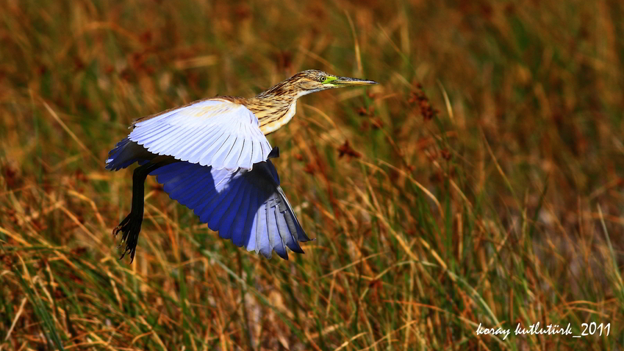 Squacco Heron