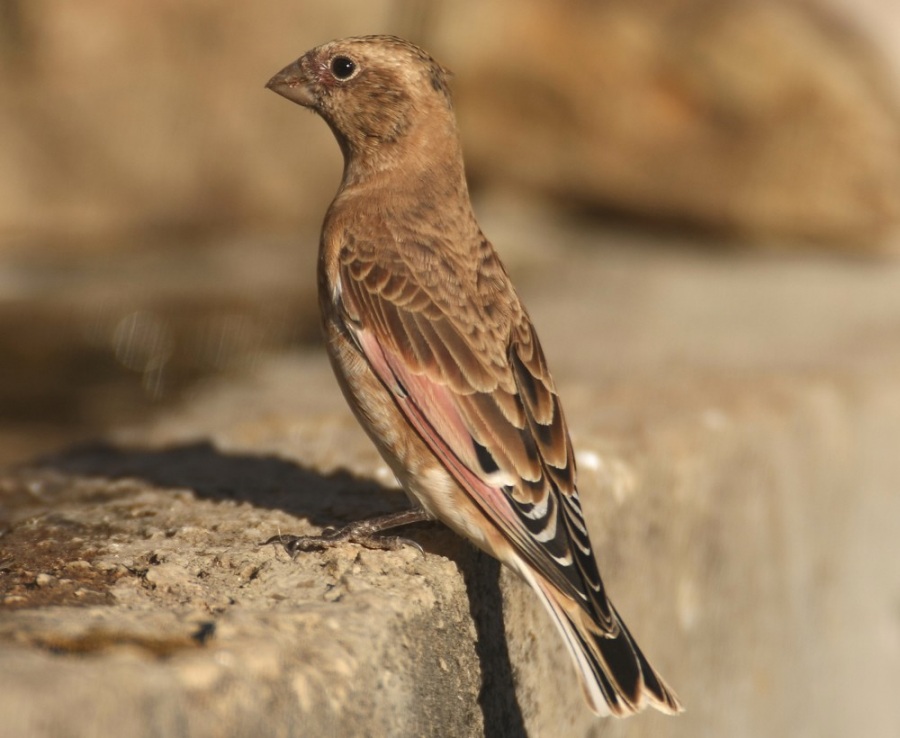 Crimson-winged Finch