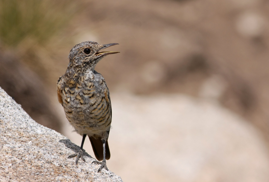 Common Rock Thrush