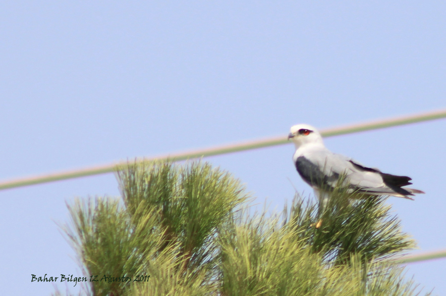 Black-winged Kite