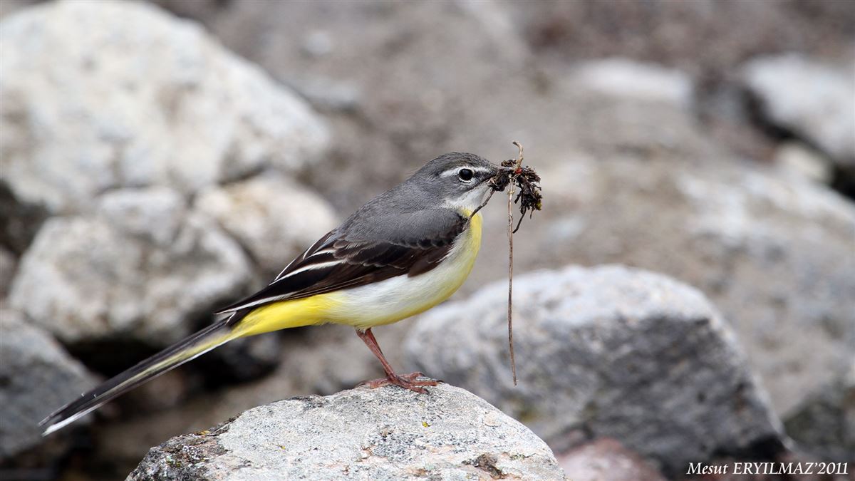 Grey Wagtail