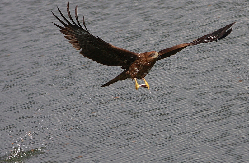 Black Kite