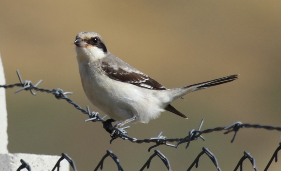 Lesser Grey Shrike
