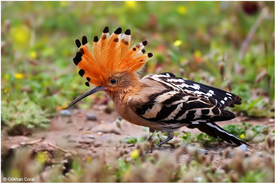 Common Hoopoe