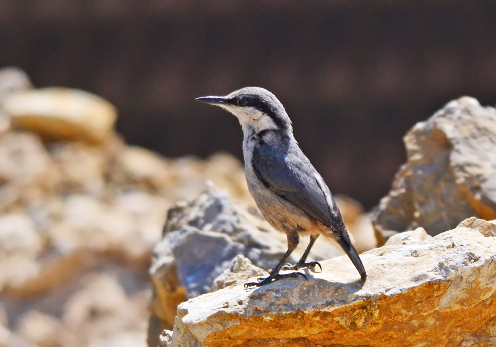 Western Rock Nuthatch
