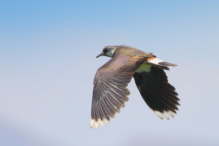Northern Lapwing