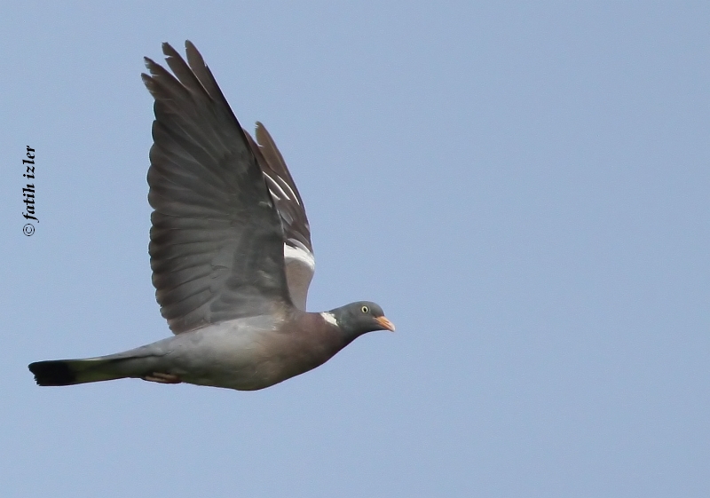 Common Wood Pigeon