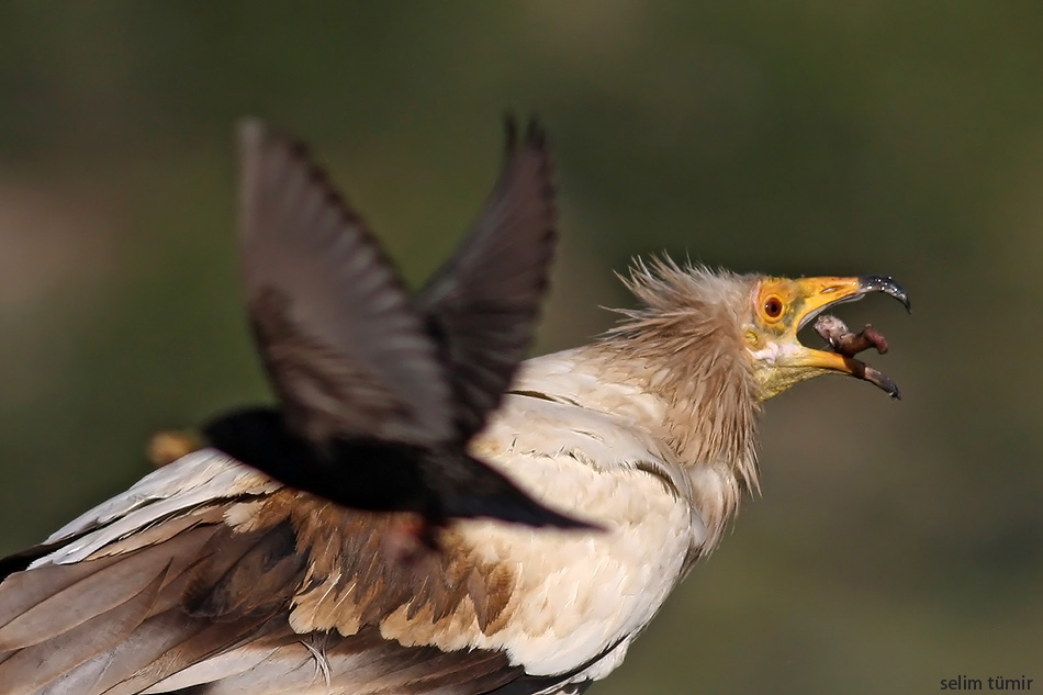 Egyptian Vulture