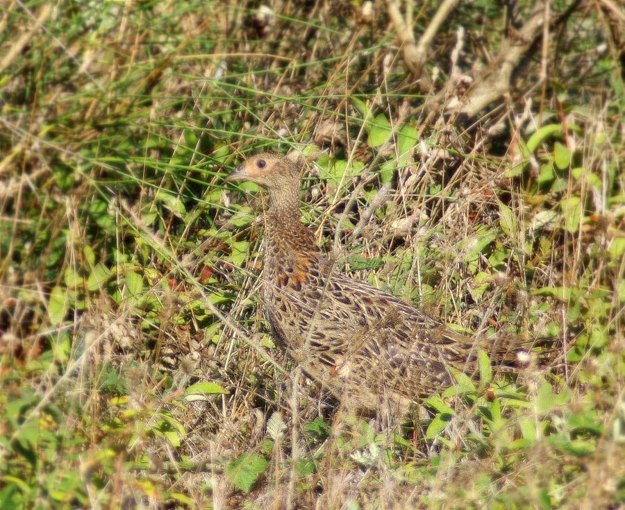 Common Pheasant