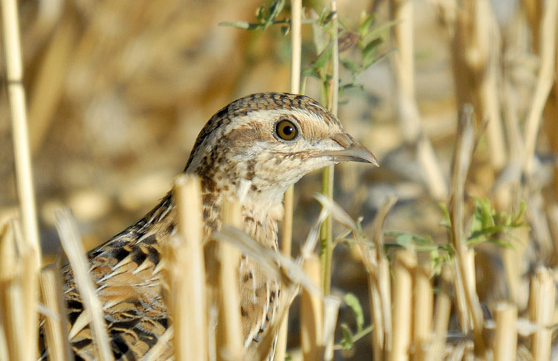 Common Quail