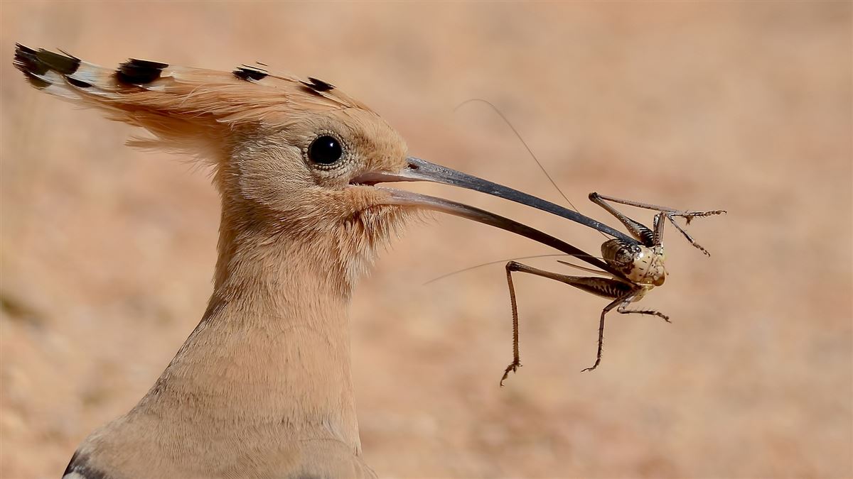 Common Hoopoe