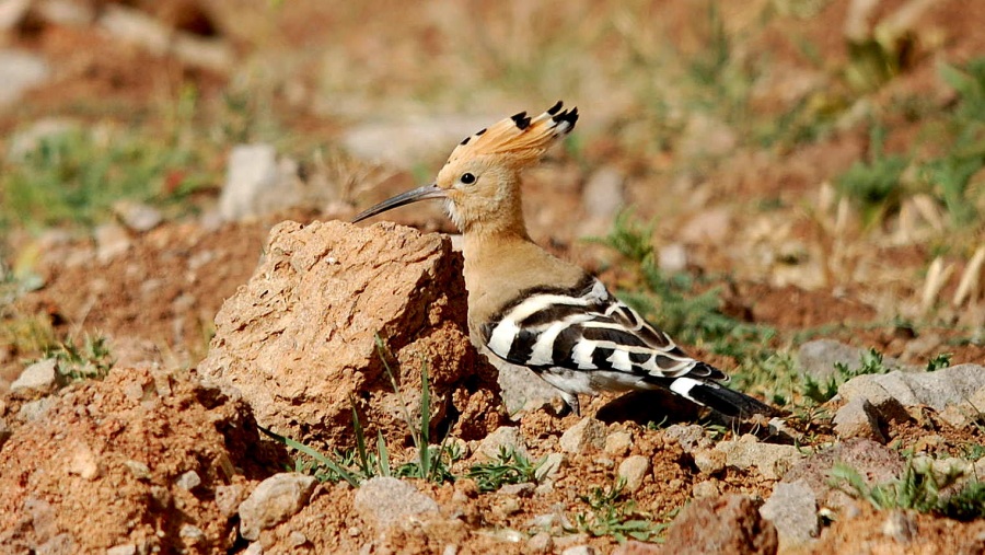 Common Hoopoe