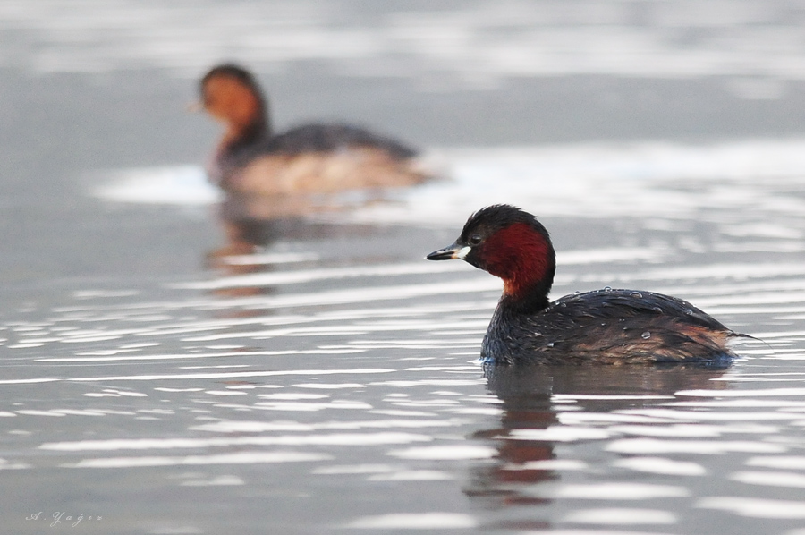Little Grebe