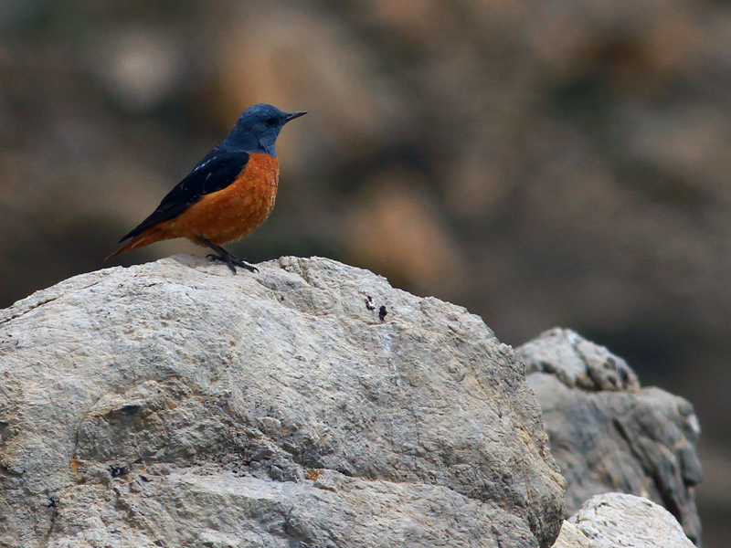 Common Rock Thrush