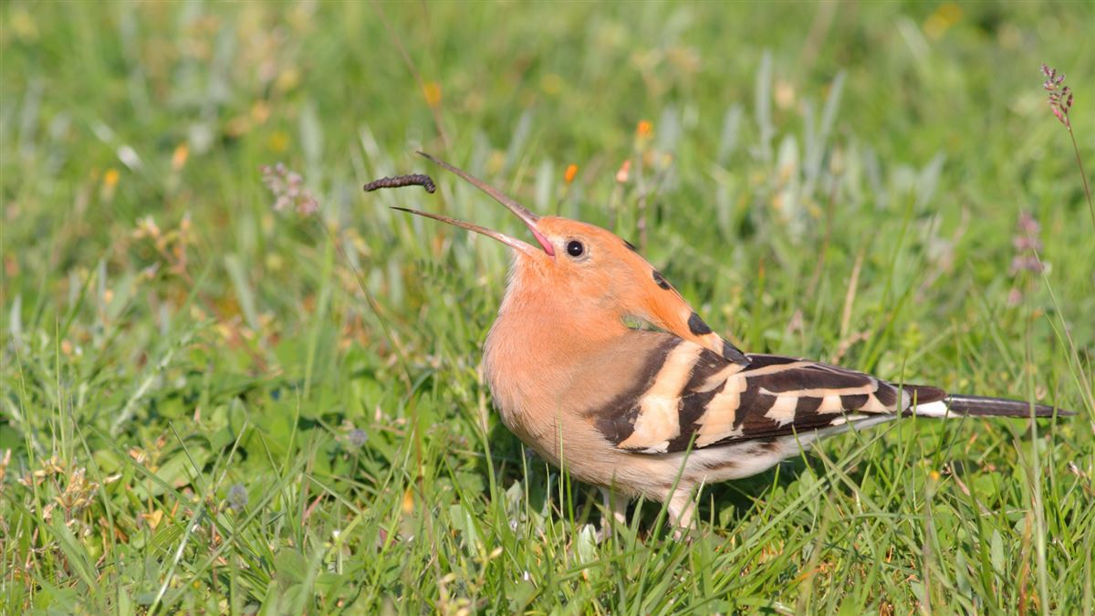 Common Hoopoe