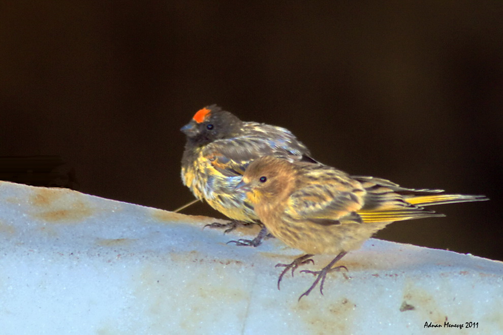 Red-fronted Serin