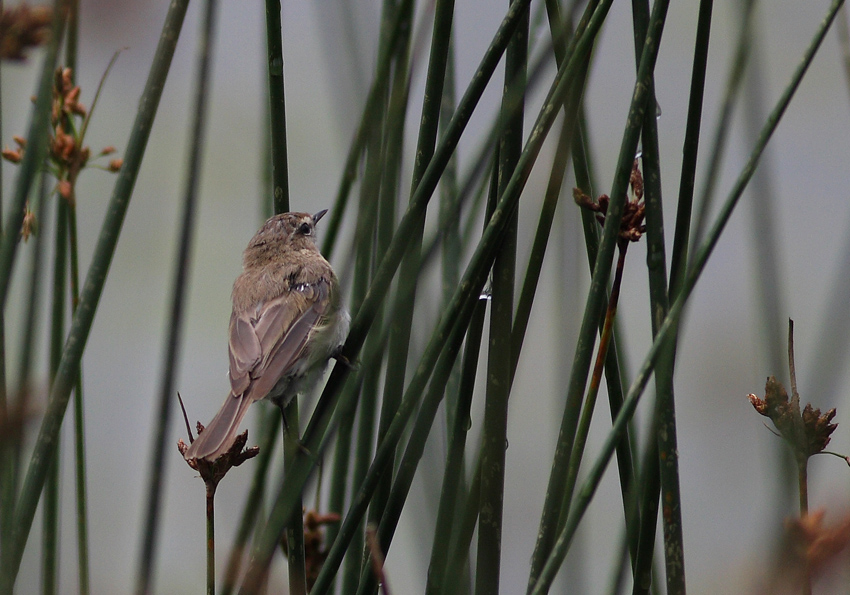 Mountain Chiffchaff