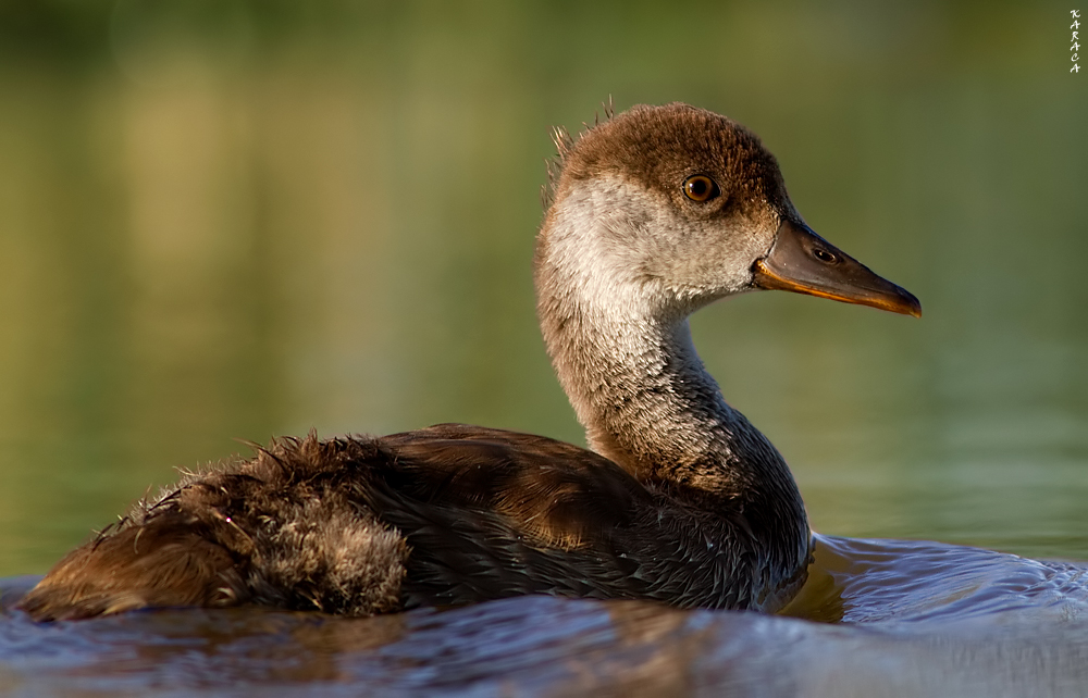 Red-crested Pochard
