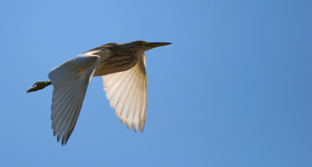 Squacco Heron