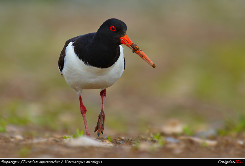 Eurasian Oystercatcher