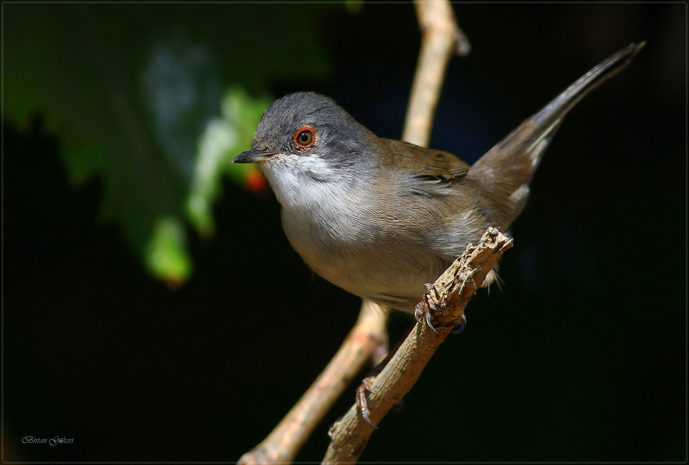 Sardinian Warbler