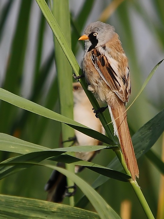 Bearded Reedling