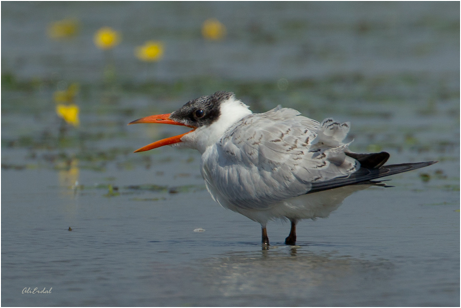 Caspian Tern