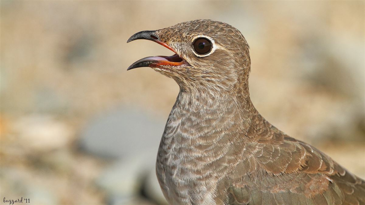 Collared Pratincole