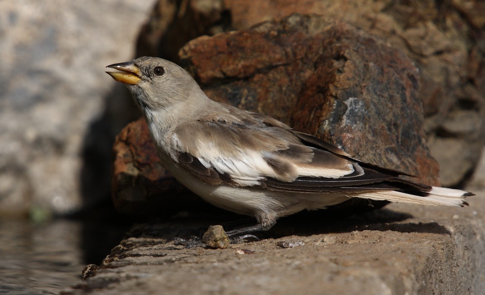 White-winged Snowfinch