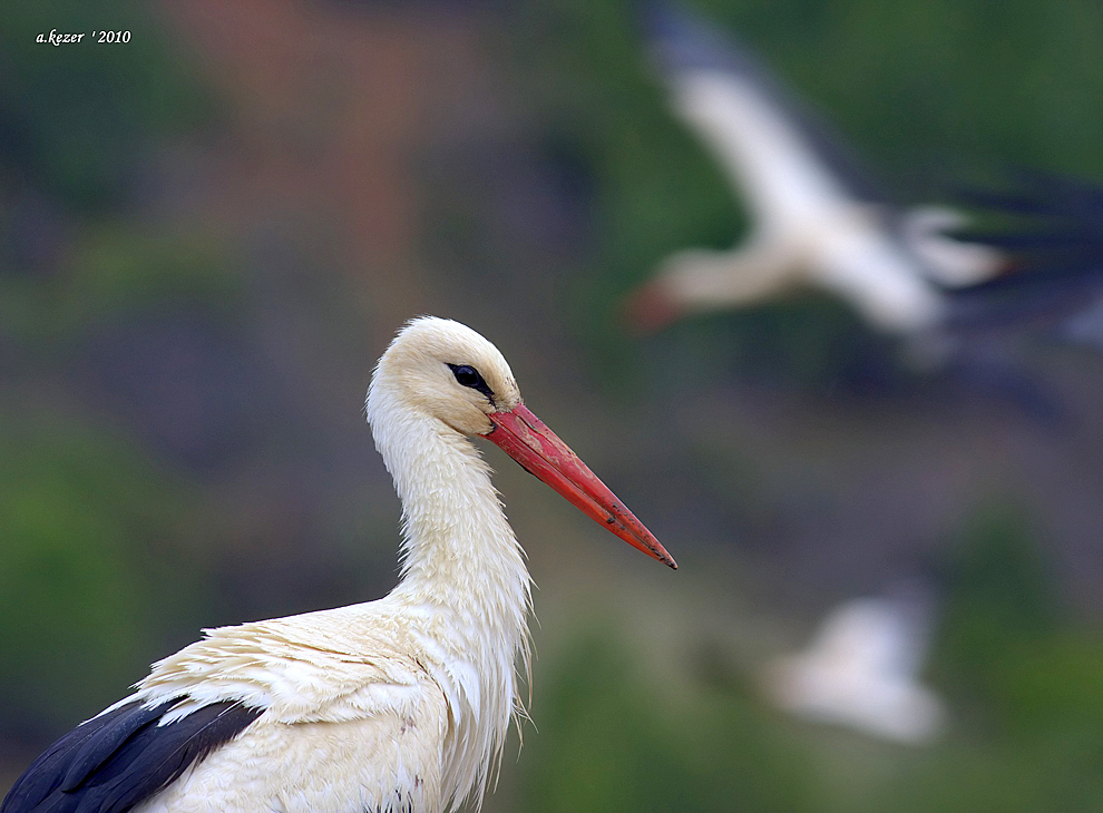 White Stork