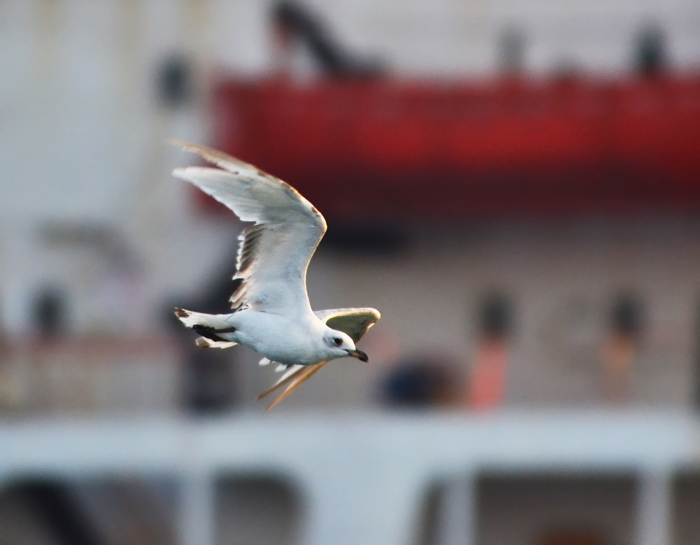 Mediterranean Gull