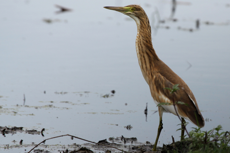 Squacco Heron