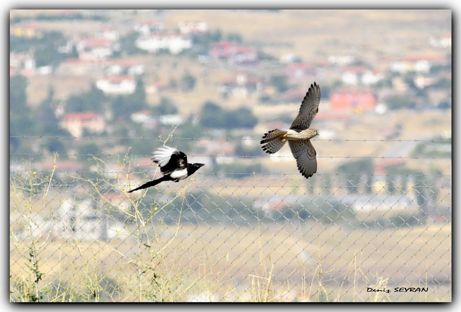 Common Kestrel