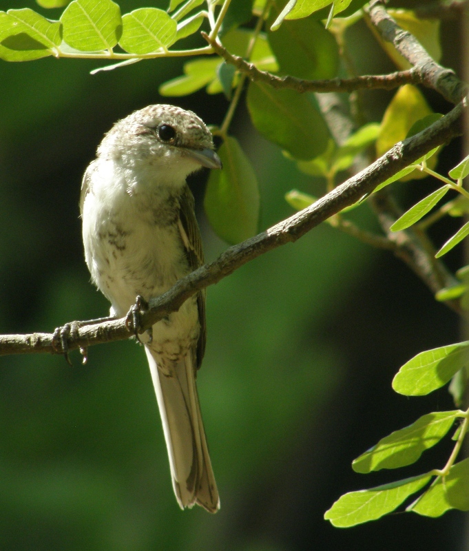 Masked Shrike