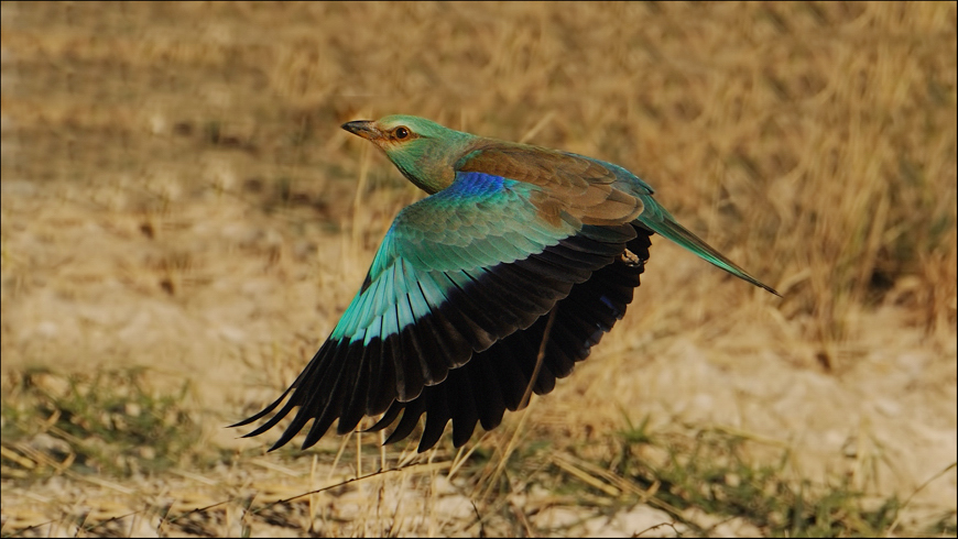 European Roller