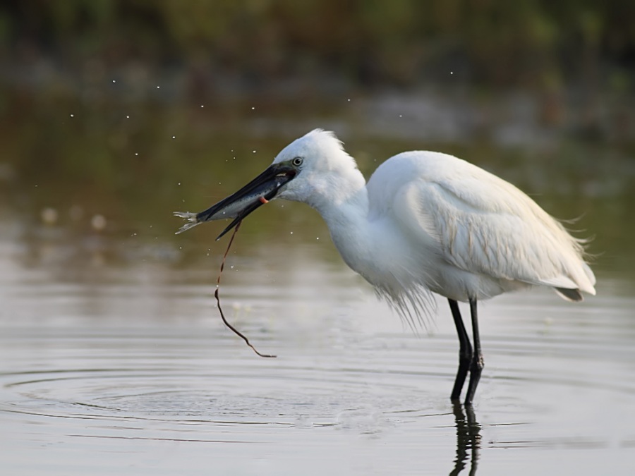 Little Egret