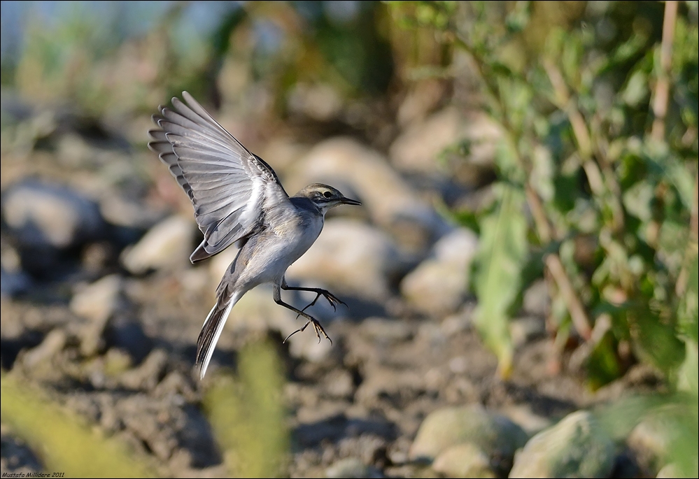 White Wagtail