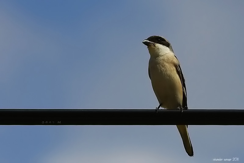 Lesser Grey Shrike