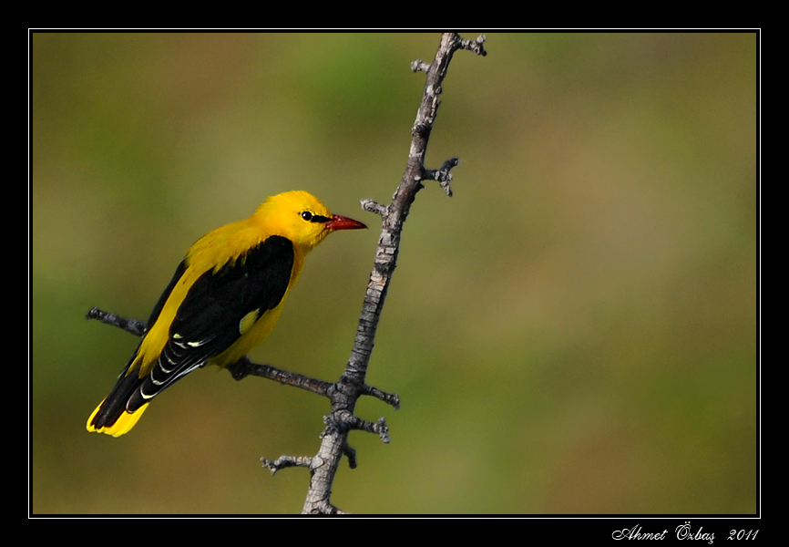 Eurasian Golden Oriole