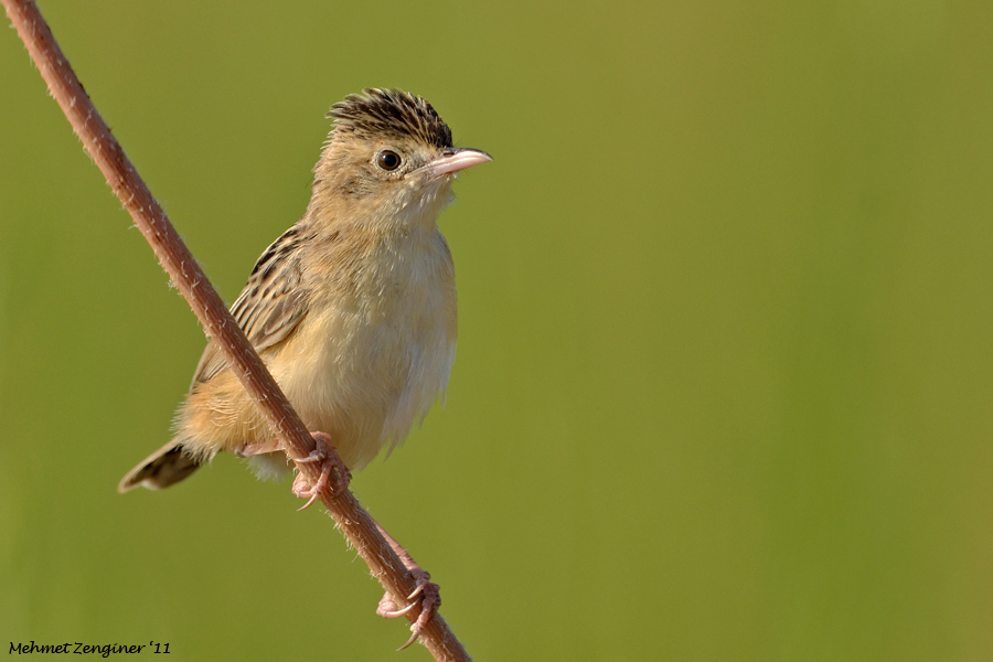 Zitting Cisticola
