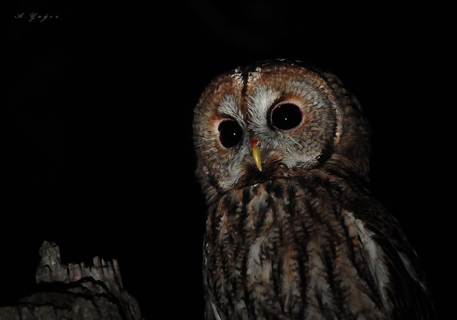 Tawny Owl