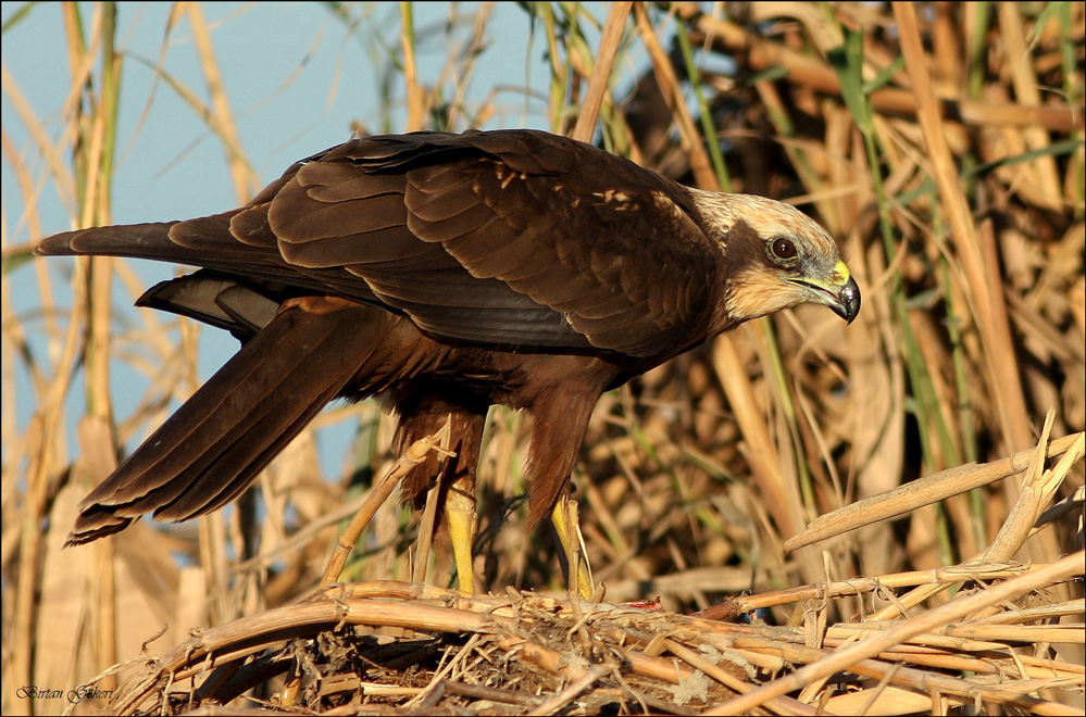 Western Marsh Harrier