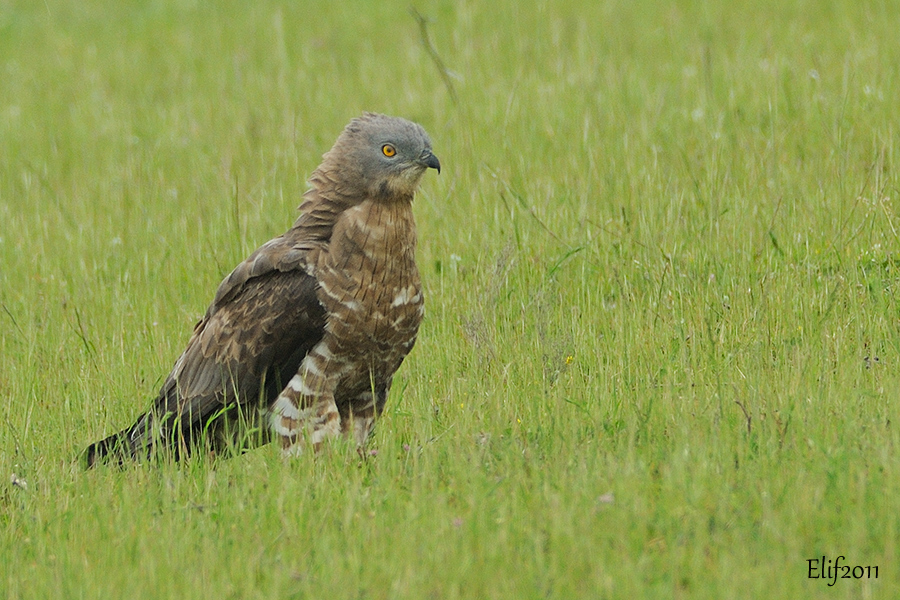 European Honey Buzzard