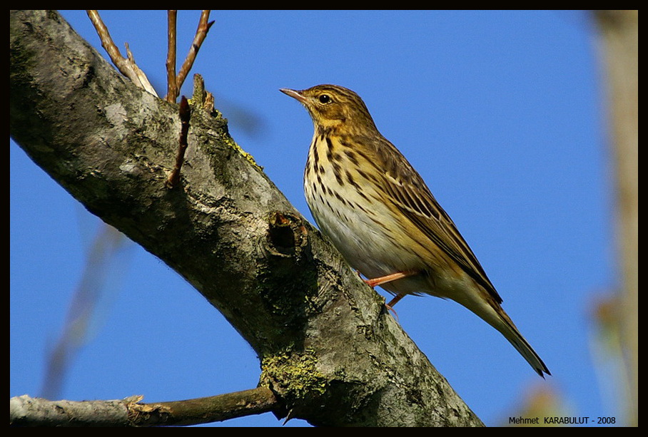 Tree Pipit