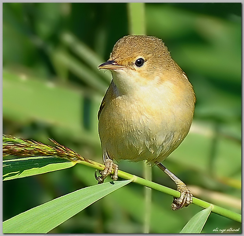 Common Reed Warbler